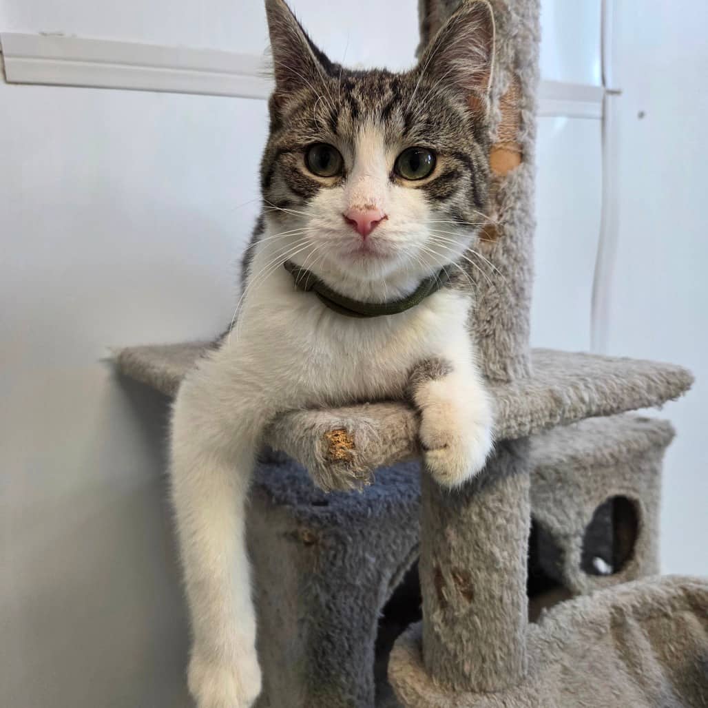 Stew - Domestic Shorthair available for adoption