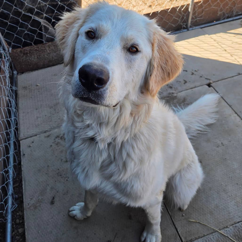 Perdita - Pyrenees, Great/Retriever available for adoption in Saskatchewan