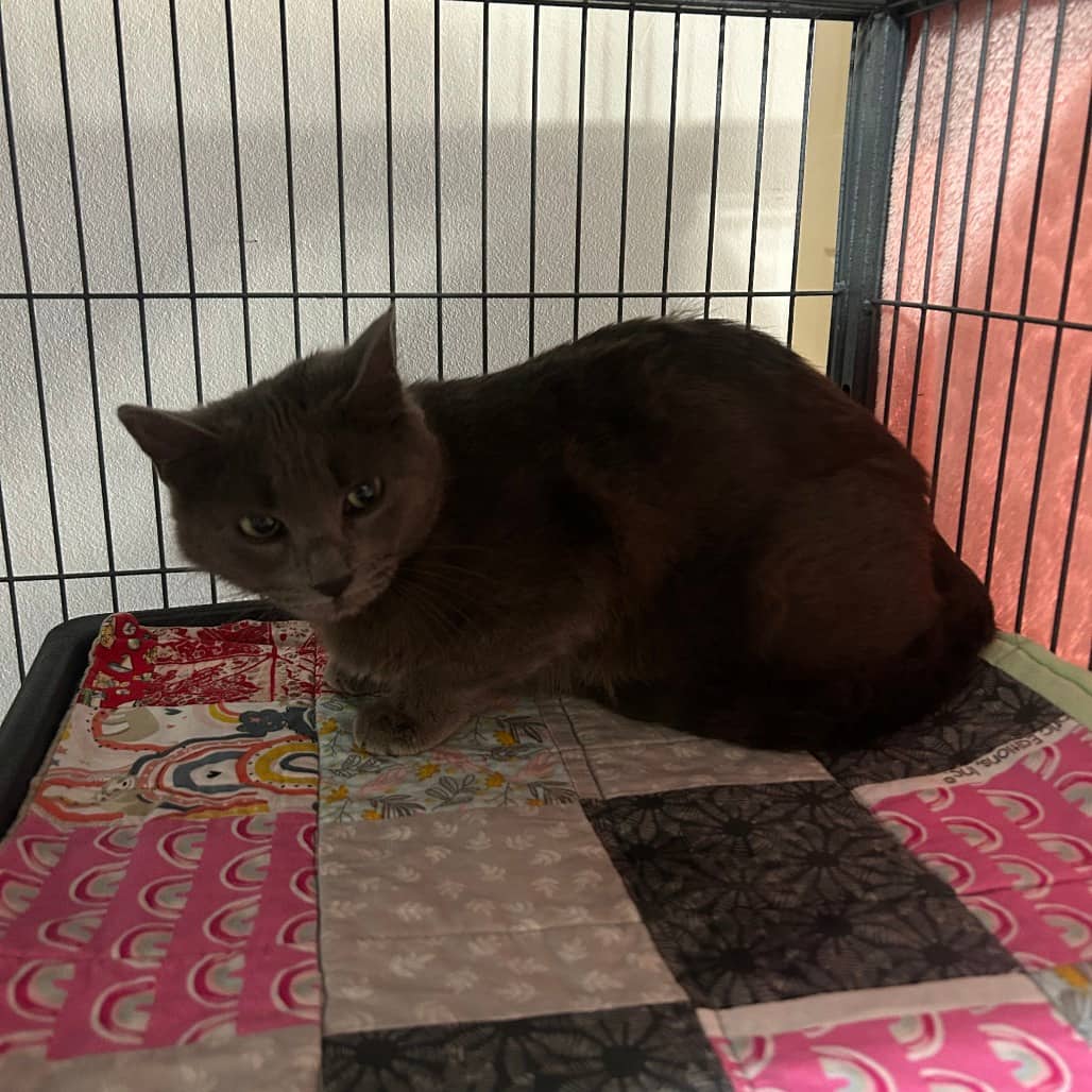 Alaska - Domestic Shorthair available for adoption
