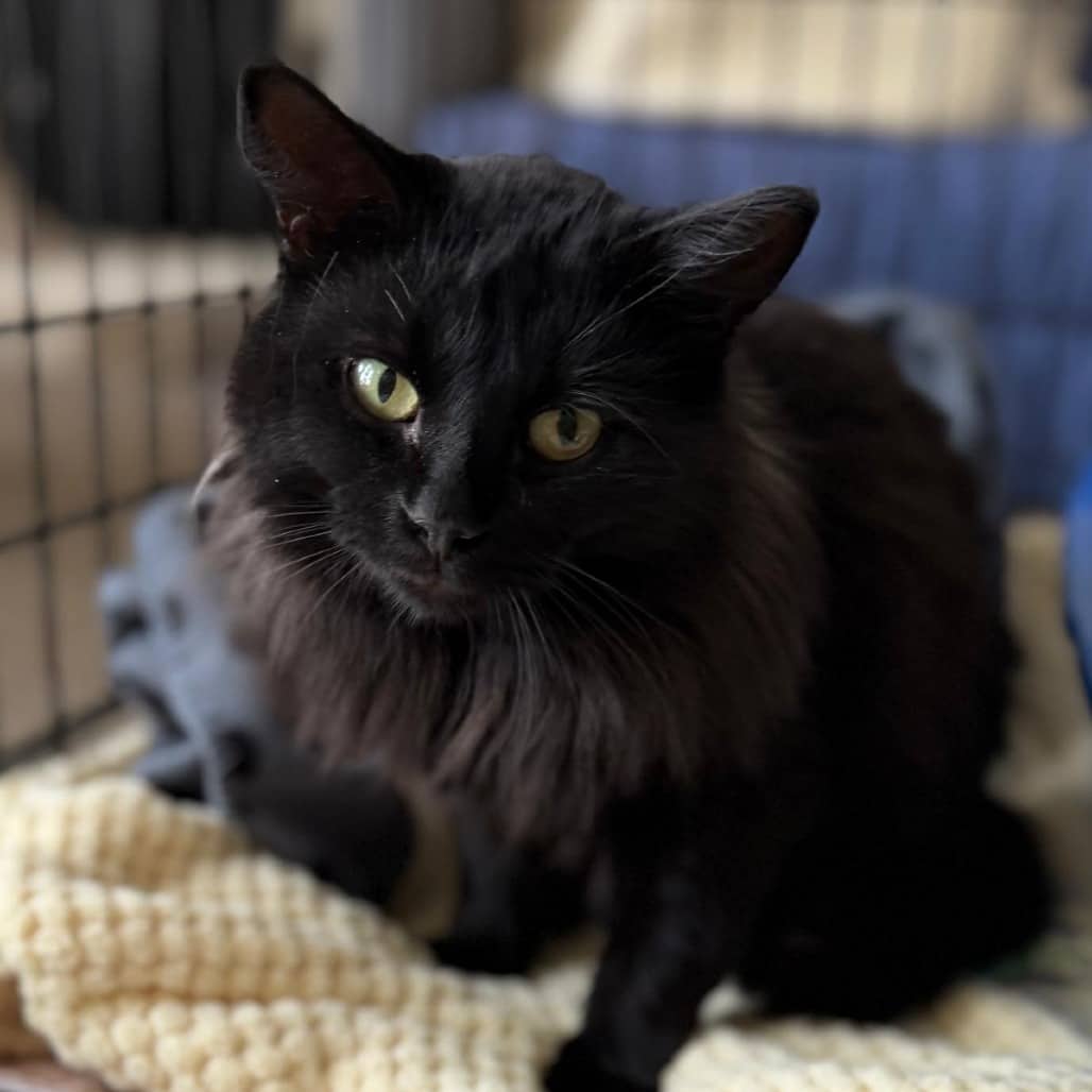 Max - Domestic Shorthair available for adoption