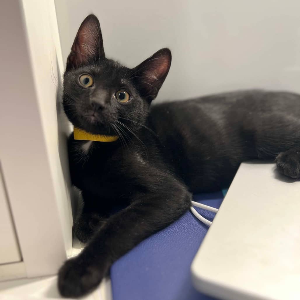 Fuji - Domestic Shorthair cat available for adoption at Vancouver Orphan Kitten Rescue Association in Vancouver