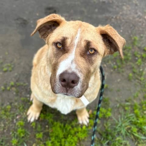 Suzie - RETRIEVER/MIX available for adoption in Calgary