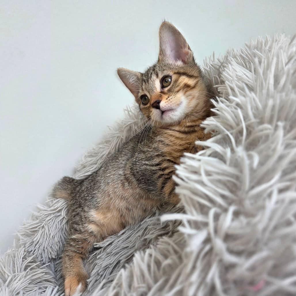 Pisces - Domestic Shorthair cat available for adoption at Battlefords Humane Society in North Battleford