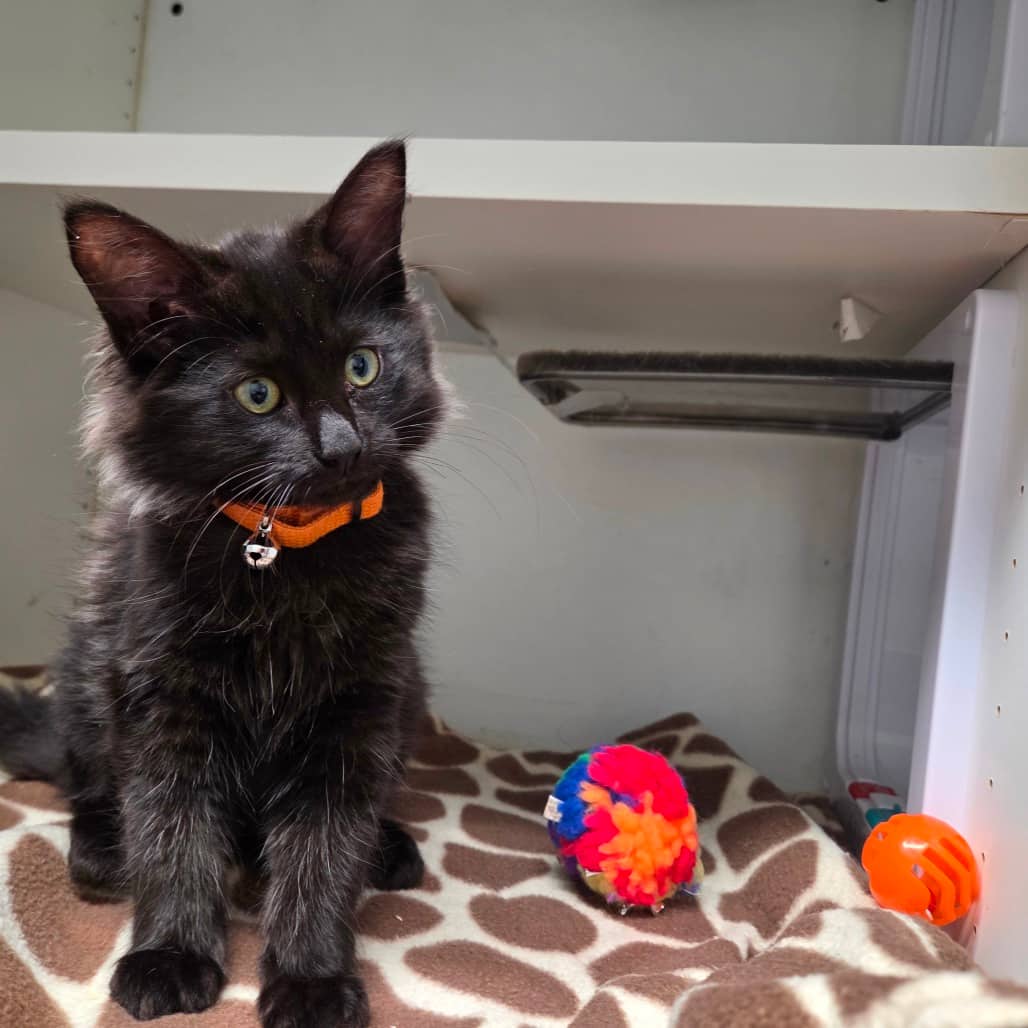 Freya - Domestic Medium Hair cat available for adoption at Battlefords Humane Society in North Battleford