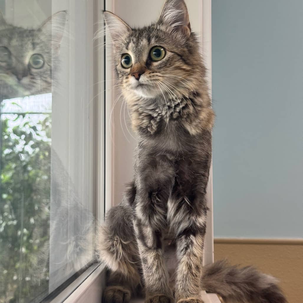 Princess Mia - Domestic Longhair cat available for adoption at Prince Albert SPCA in Prince Albert