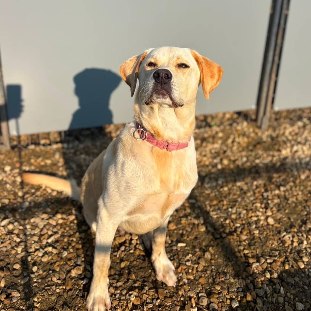 Midnight - RETRIEVER, LABRADOR available for adoption