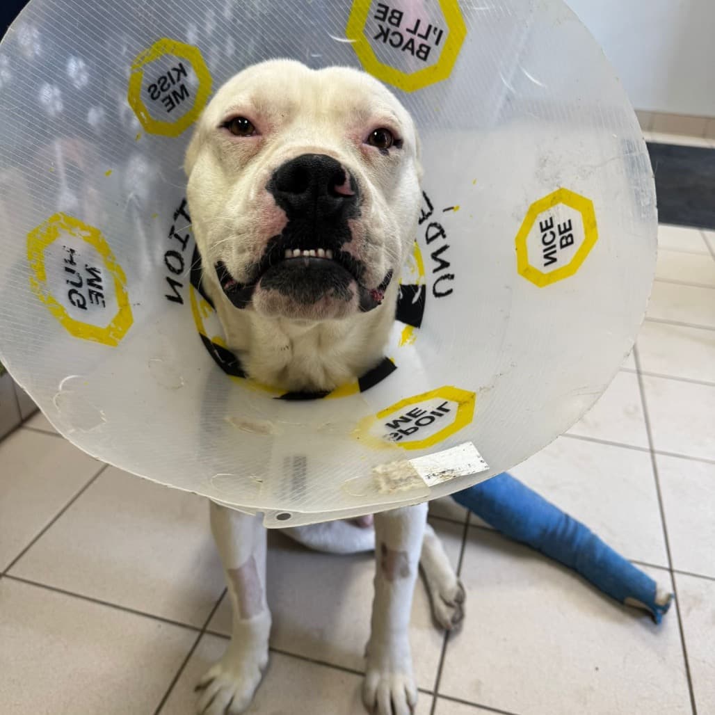 Charlie - TERRIER, PIT BULL/MIX available for adoption at SCARS in Calgary