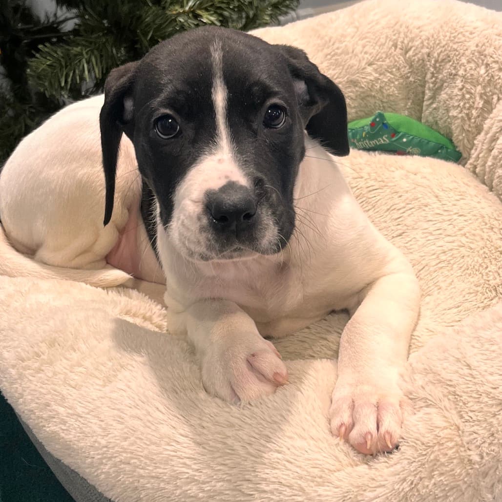 Daisy (Vulture) - Terrier, American Pit Bull / Great Dane available for adoption in Saskatchewan