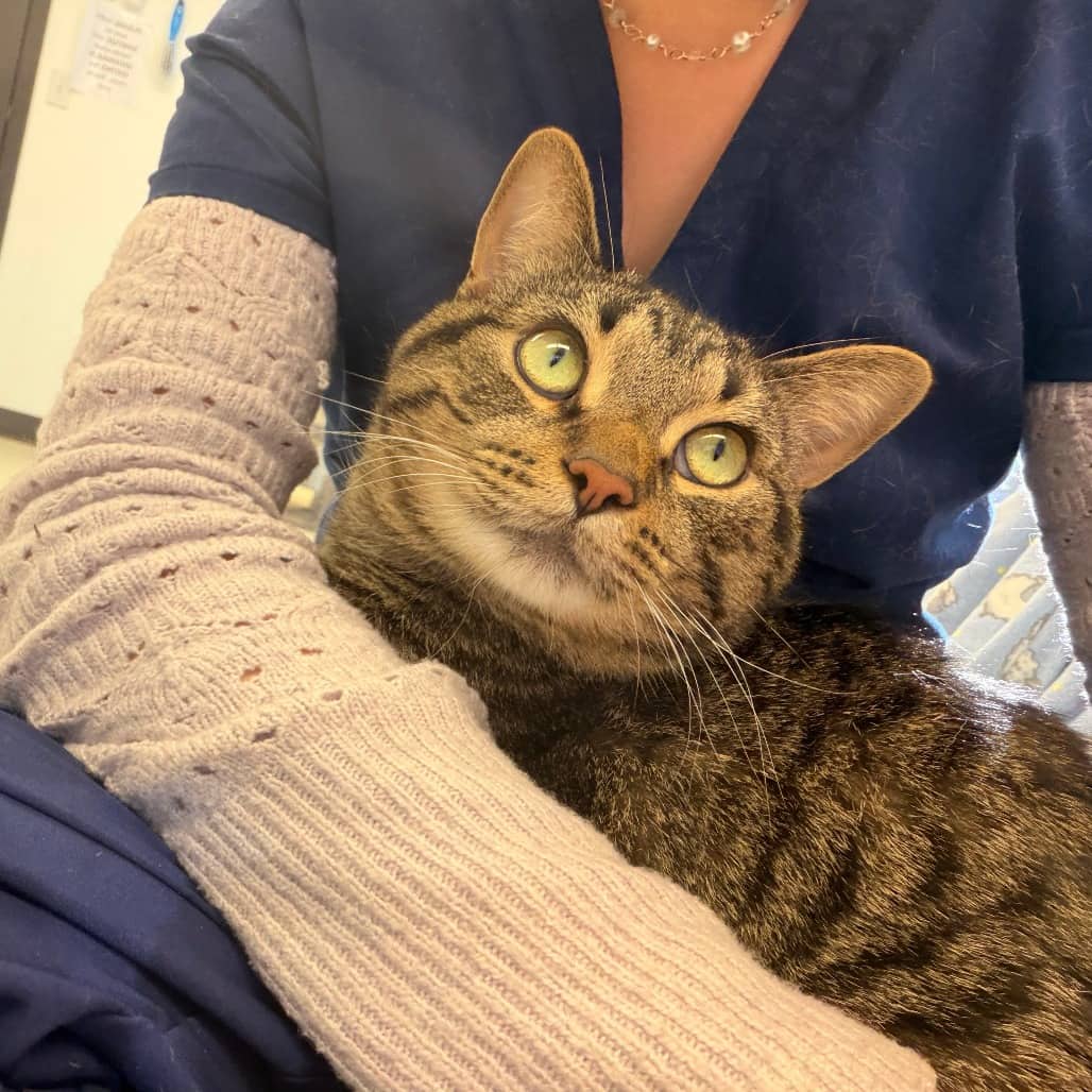 Beau - Domestic Shorthair available for adoption