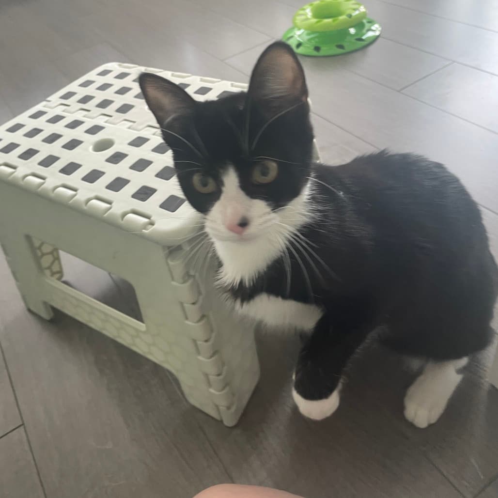 Pebbles - Domestic Shorthair cat available for adoption at Vancouver Orphan Kitten Rescue Association in Vancouver