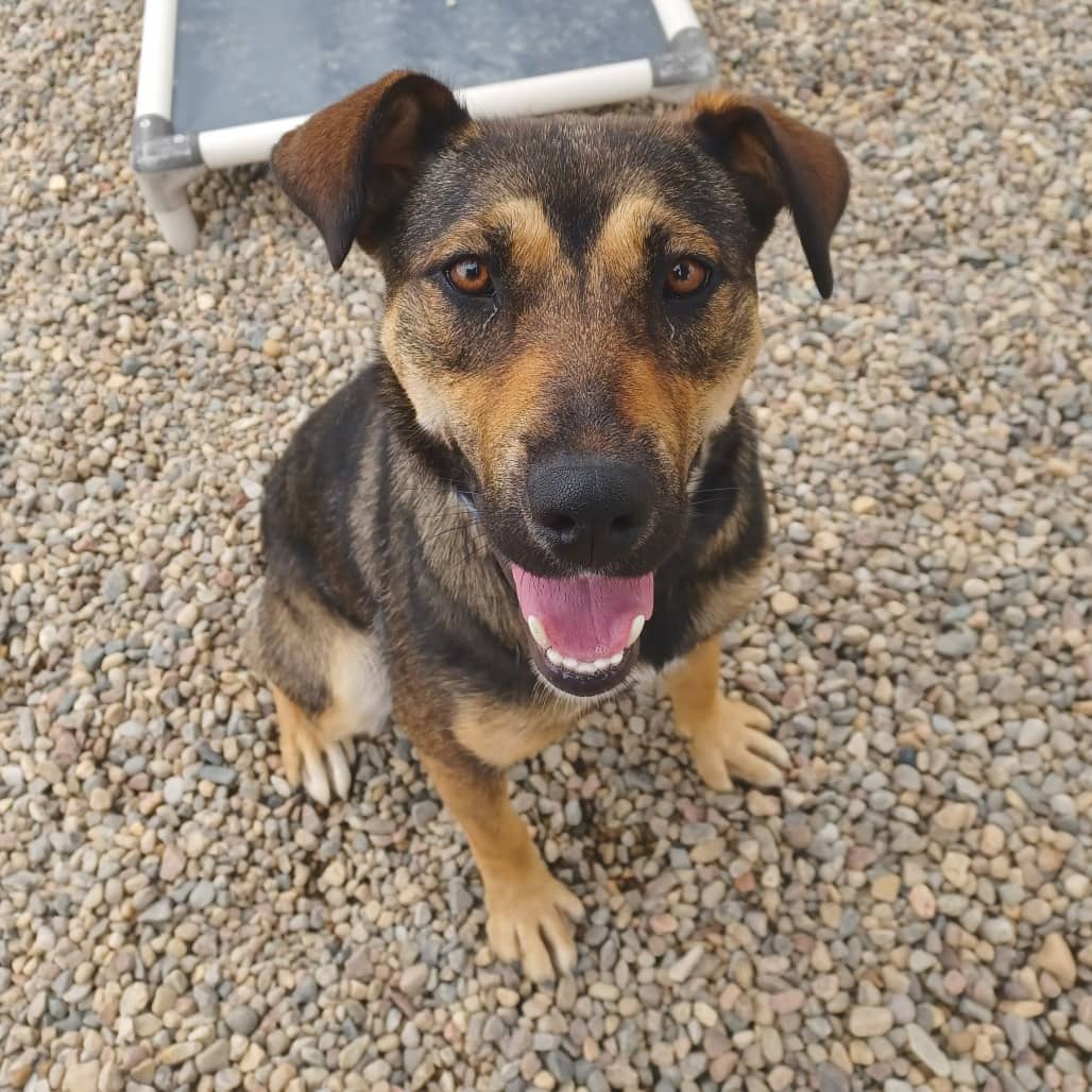 Shakira - Cattle Dog / Shepherd available for adoption in Calgary