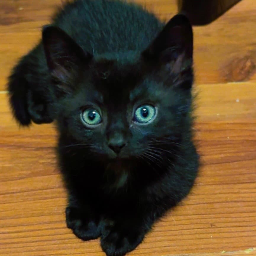 Eero - Domestic Shorthair cat available for adoption at Saskatoon SPCA in Saskatoon