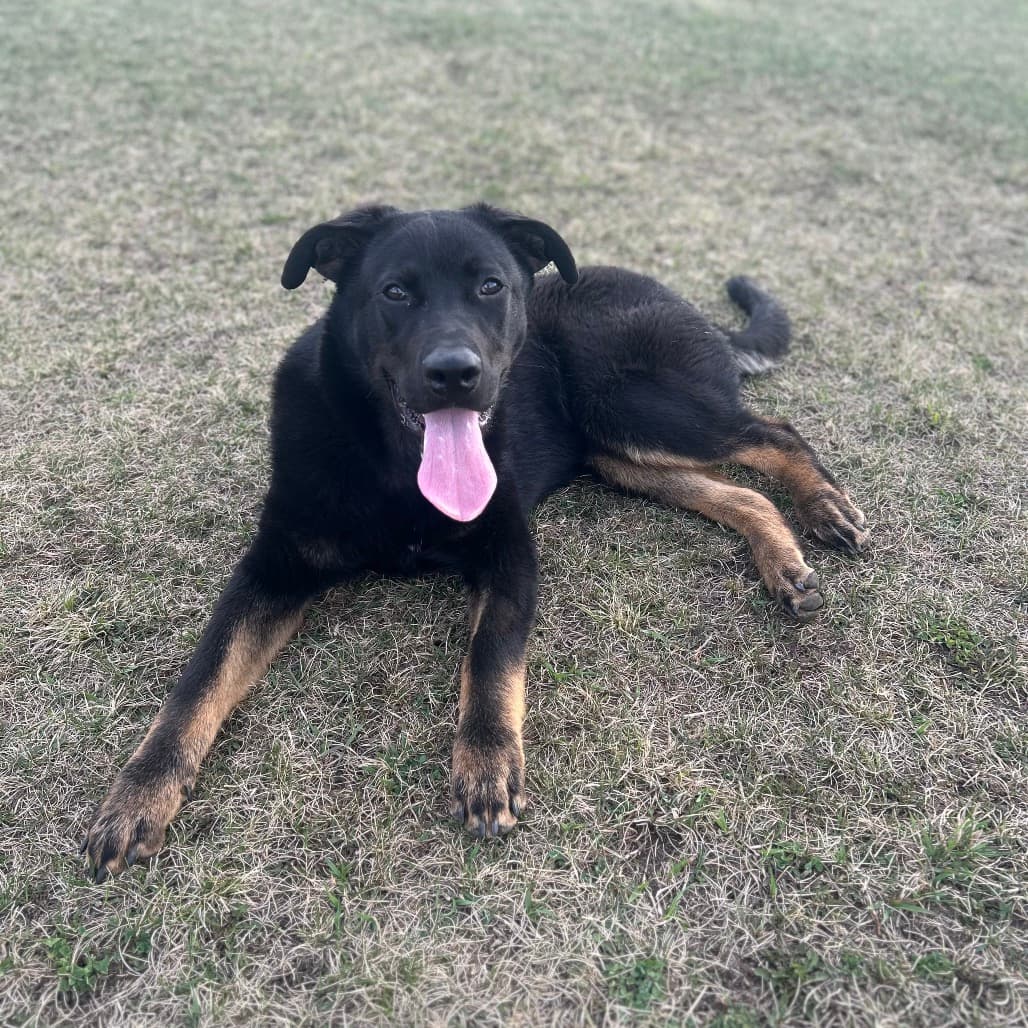 Titan - ROTTWEILER/MIX available for adoption at SCARS in Calgary