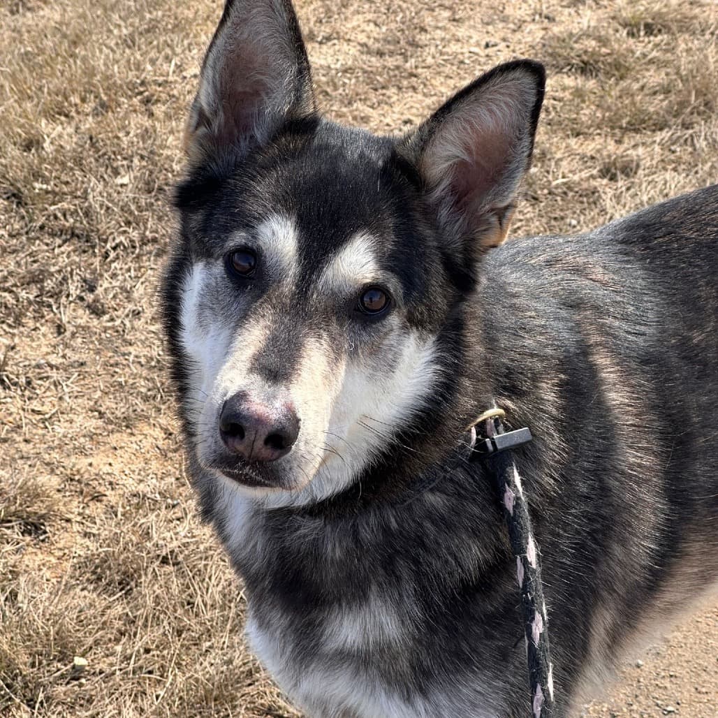 Chomper - HUSKY/MIX available for adoption in Calgary