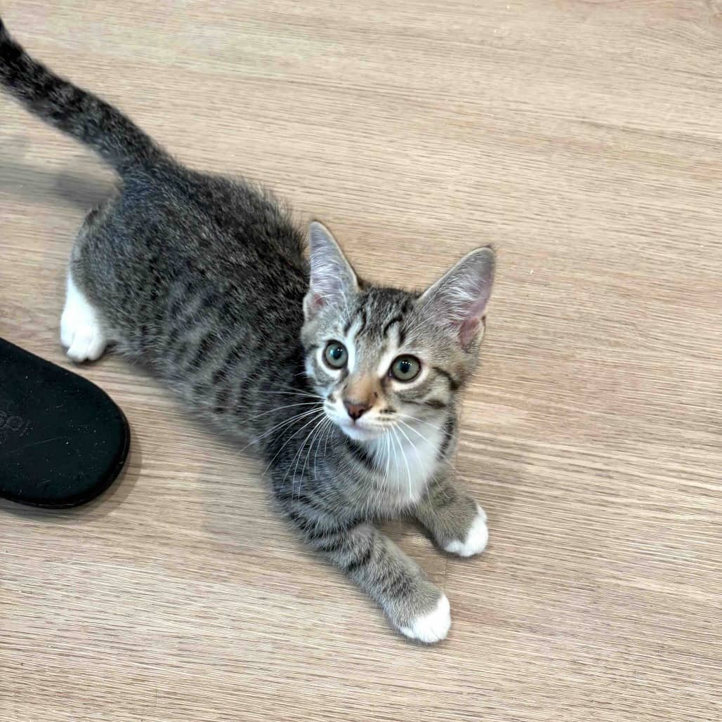 Waldorf - Domestic Shorthair cat available for adoption in British Columbia