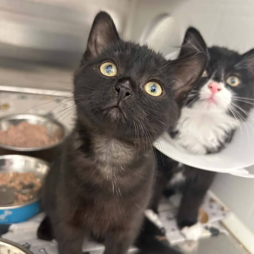 Audrey Hepburn - Domestic Shorthair cat available for adoption at Saskatoon SPCA in Saskatoon