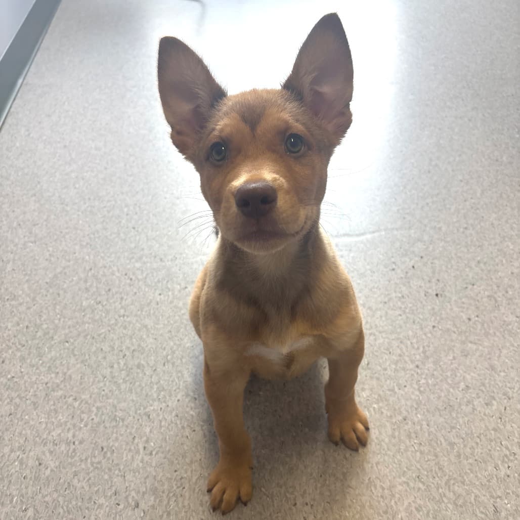Kip - Mixed Breed (Large) available for adoption at Saskatoon SPCA in Saskatchewan