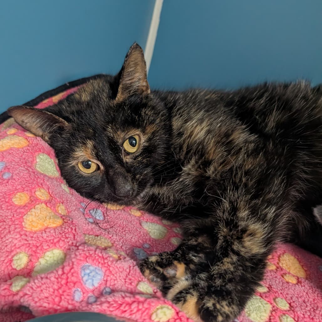 Pudding - Domestic Shorthair cat available for adoption at Border Paws Animal Shelter in Lloydminster