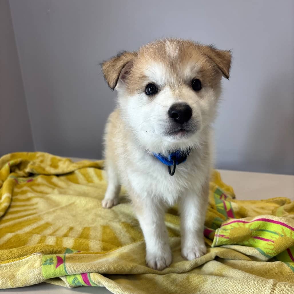 Alvin - Mixed Breed (Large) available for adoption in Calgary