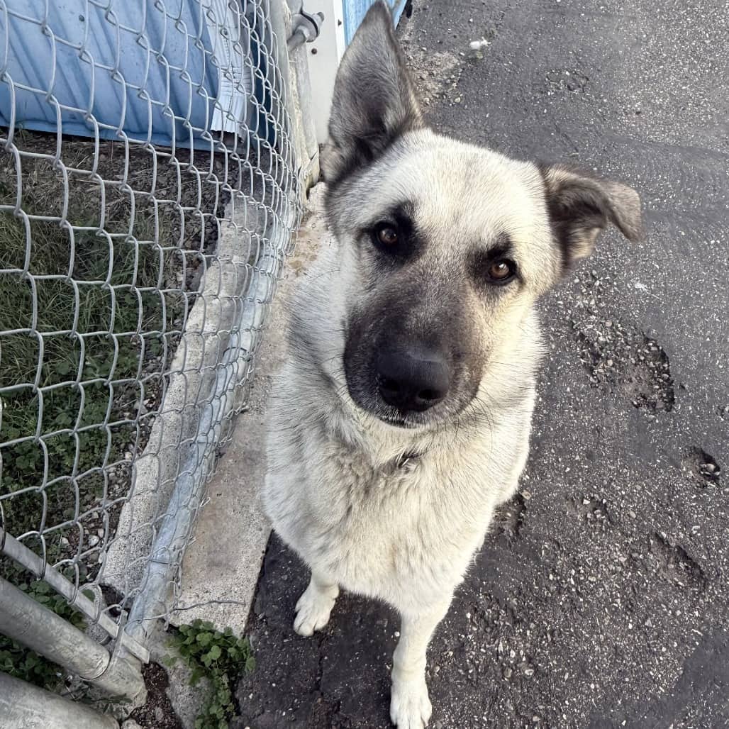 Gordon - Shepherd available for adoption