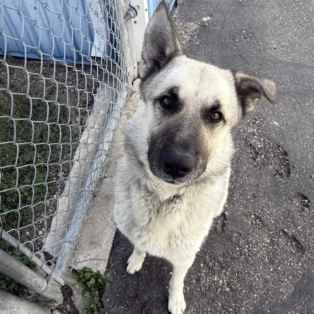Gordon - Shepherd available for adoption