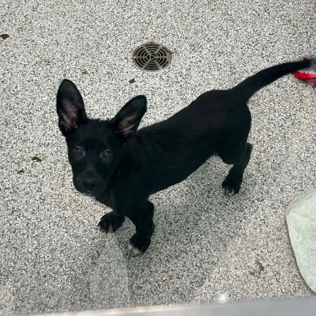 Coast - Mixed Breed (Medium) available for adoption at Saskatoon SPCA in Saskatoon