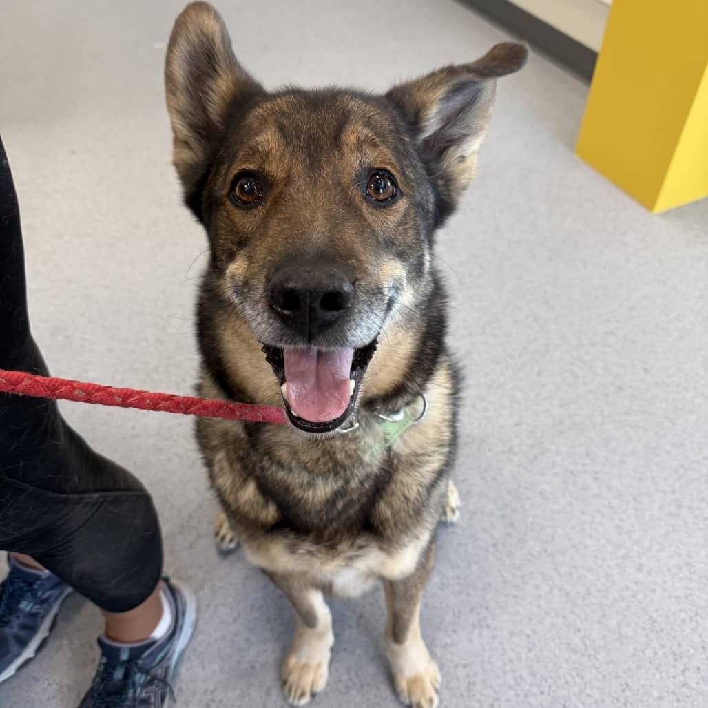 Chip - Shepherd, German / Mixed Breed (Medium) available for adoption in Calgary