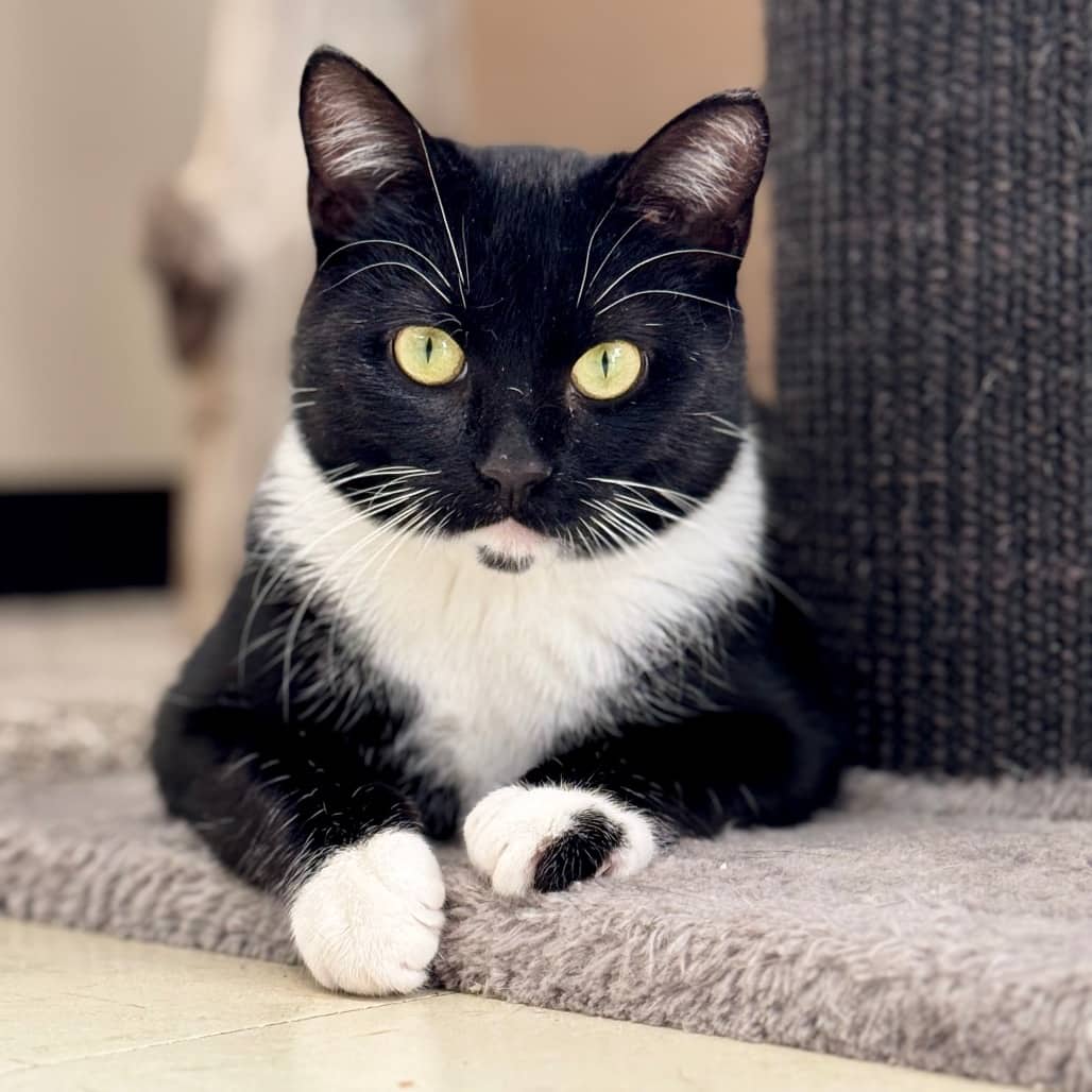 Ozzie - Domestic Shorthair available for adoption