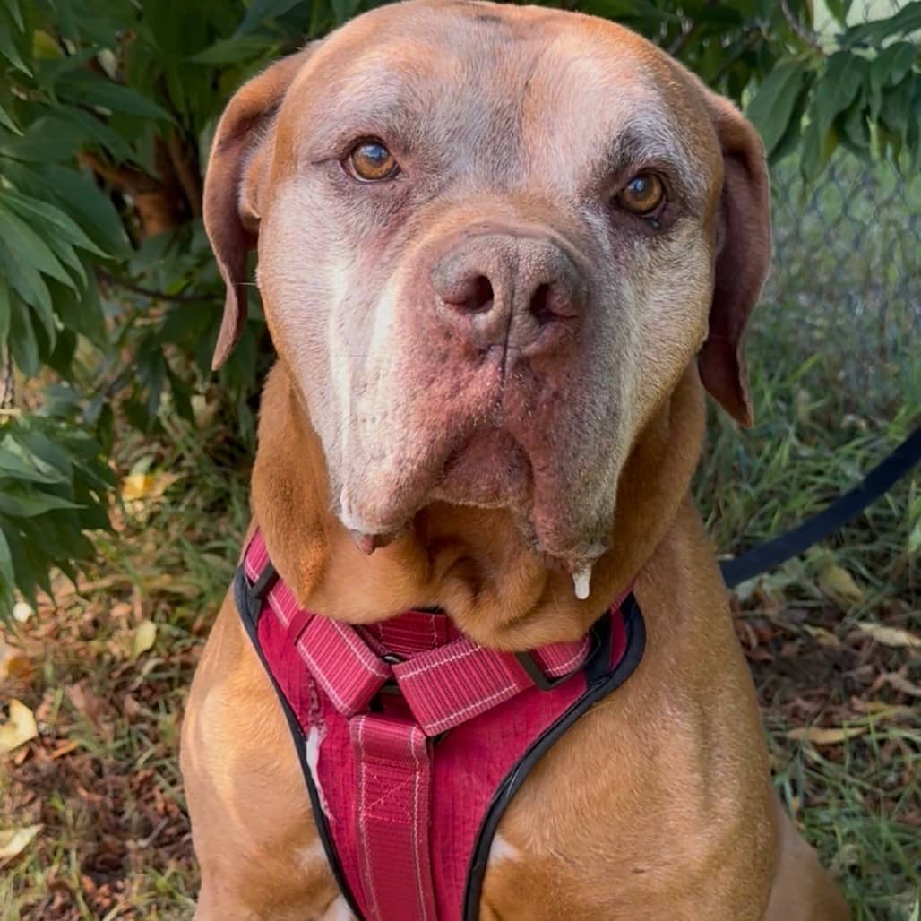 Thor - Mastiff available for adoption in Saskatchewan