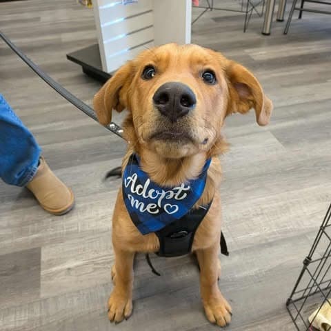 Topaz - Mixed Breed available for adoption at Pause 4 Change in Calgary