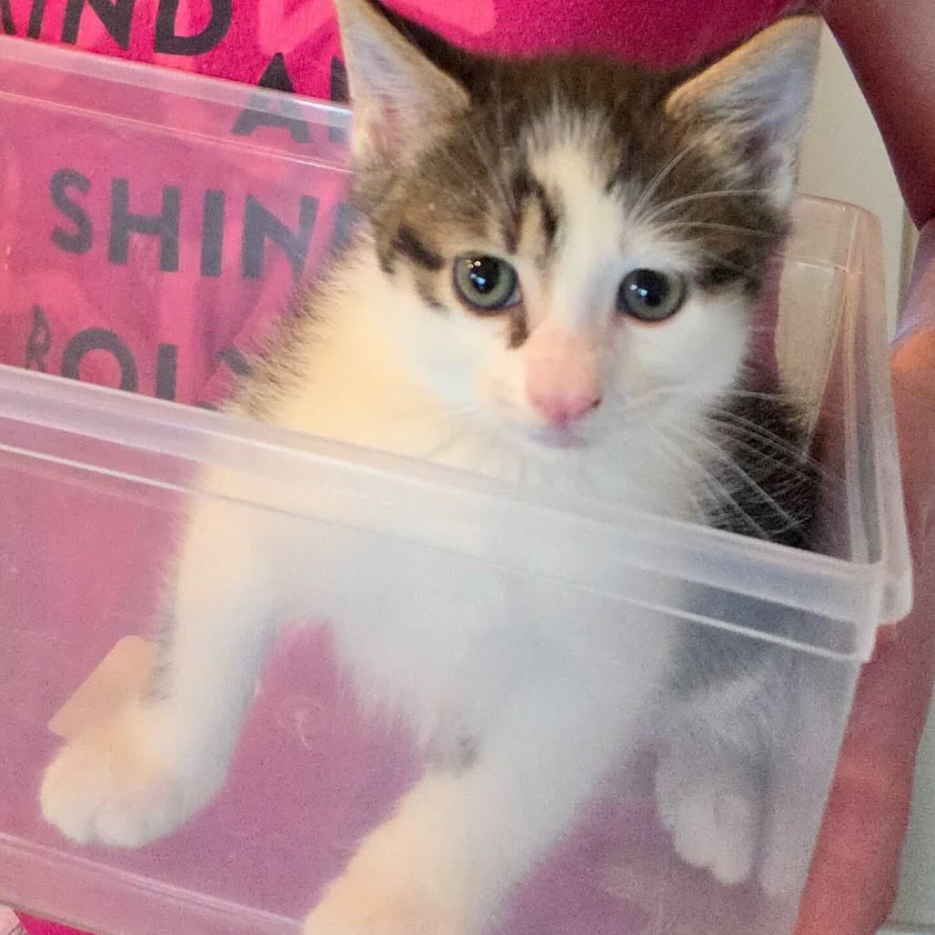 Panda - Domestic Shorthair available for adoption