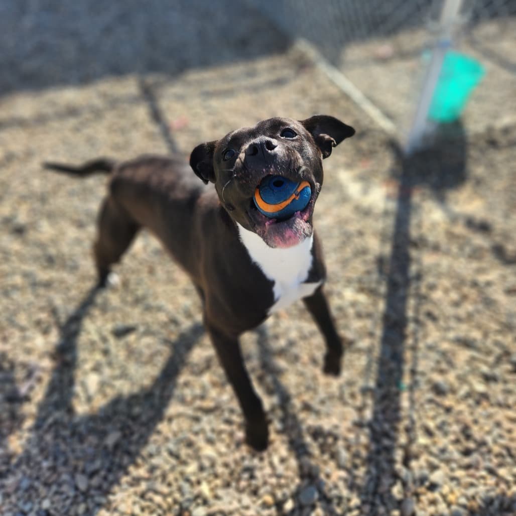 Lexi - Terrier, Pit Bull available for adoption in Saskatchewan