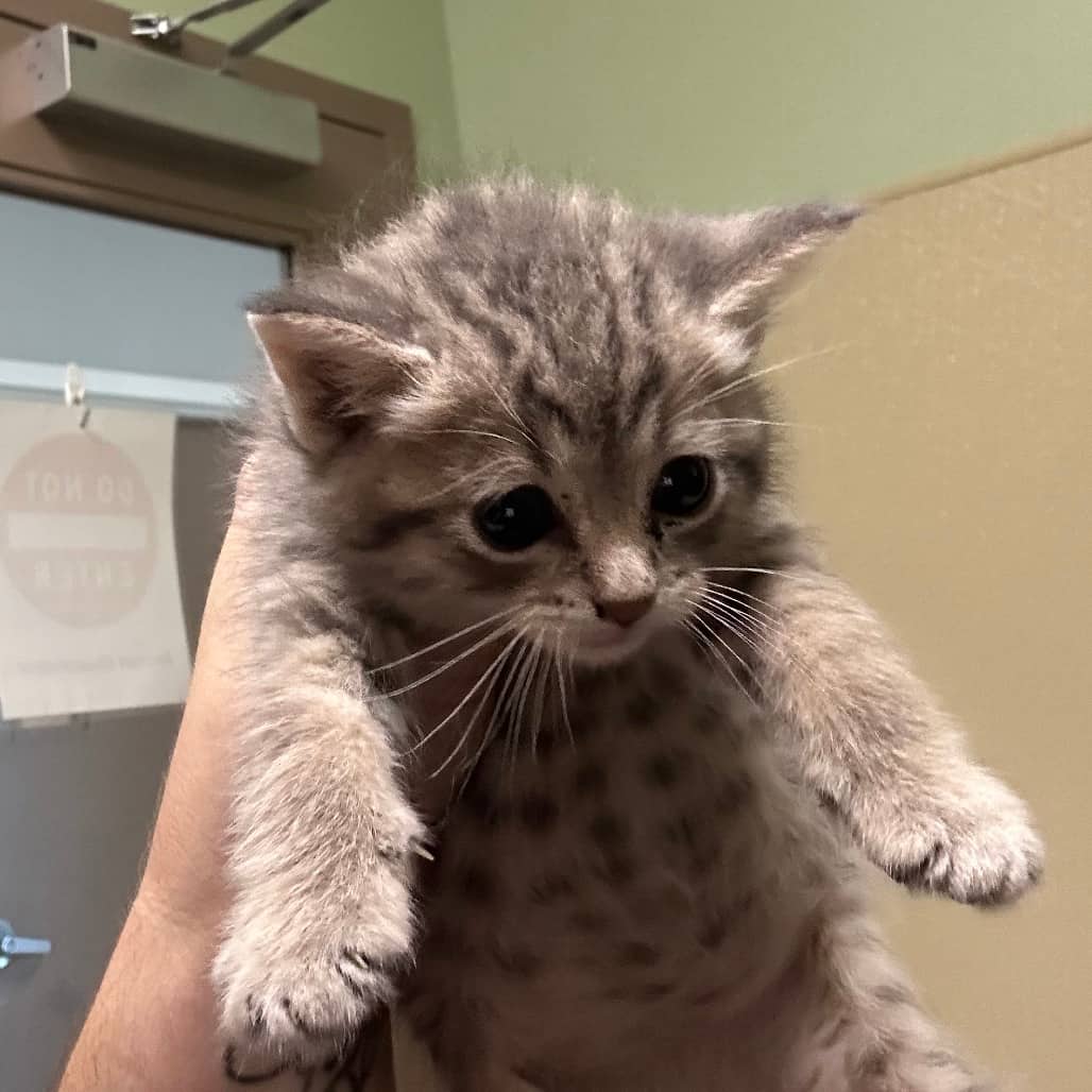 Fireball - Domestic Medium Hair cat available for adoption at Saskatoon SPCA in Saskatoon