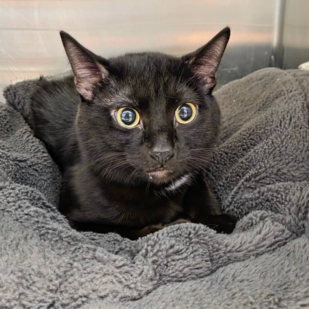 Vlad - Domestic Shorthair available for adoption