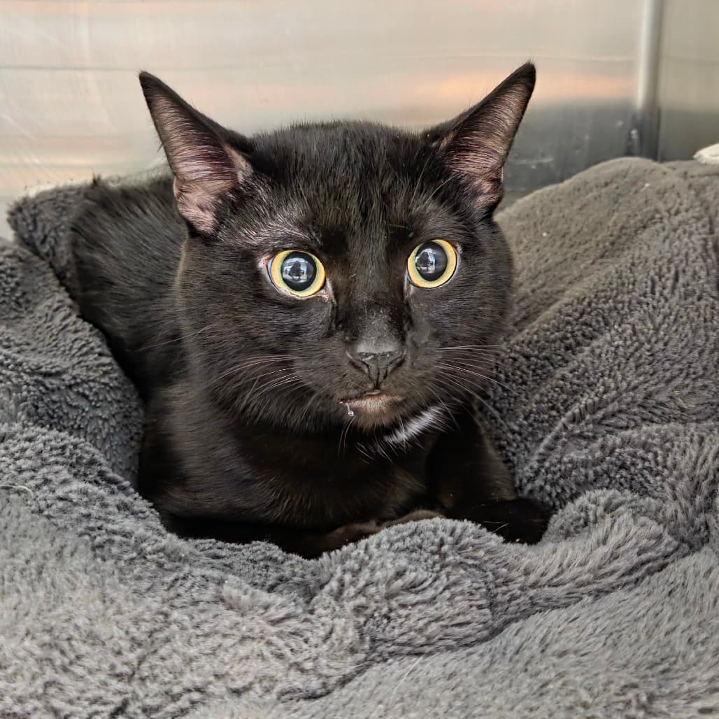 Vlad - Domestic Shorthair cat available for adoption at Humboldt & District SPCA in Humboldt