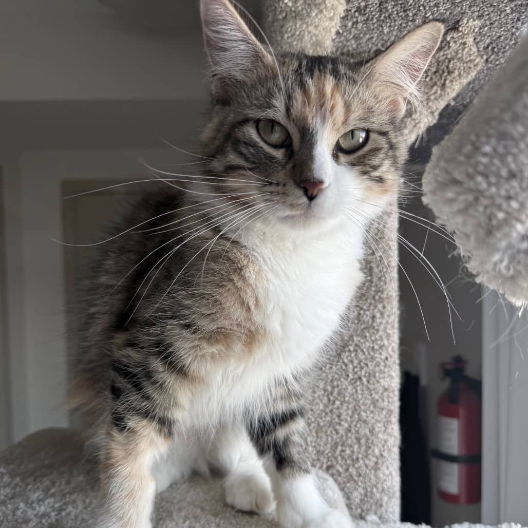 Amelia - Domestic Shorthair cat available for adoption at SCARS in Edmonton (1 of 6)