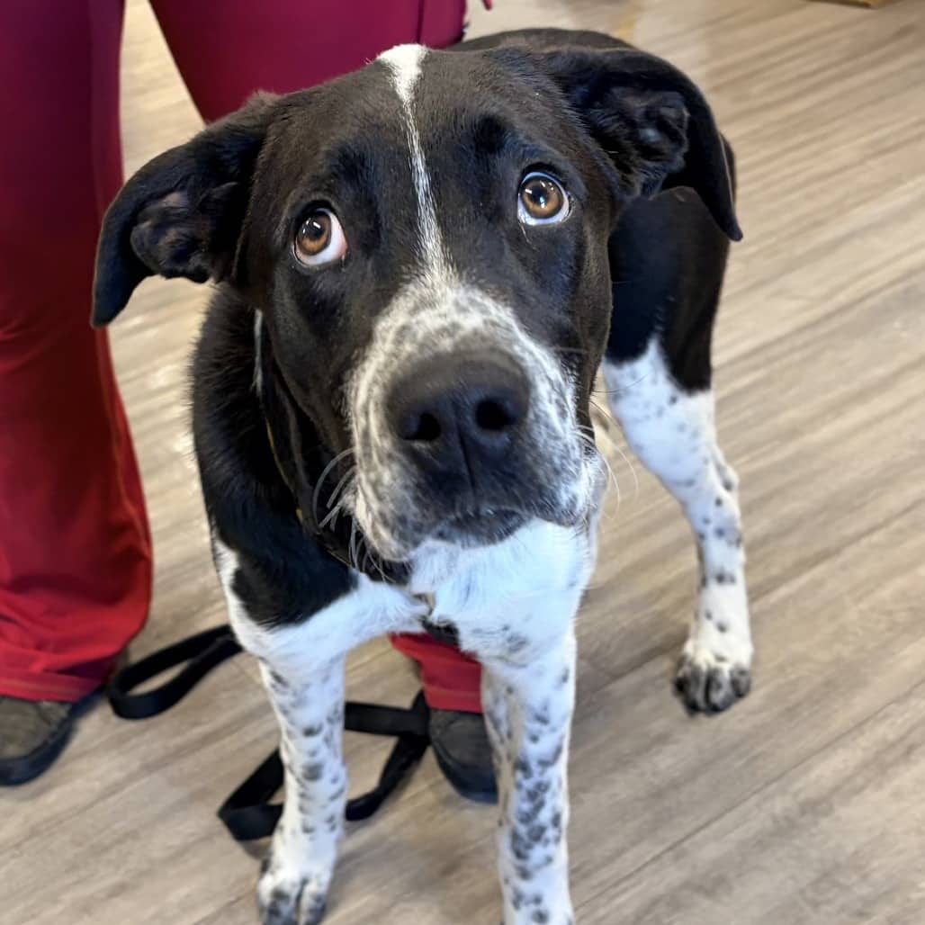 Marge - Great Dane / Retriever, Black Labrador available for adoption in Saskatchewan