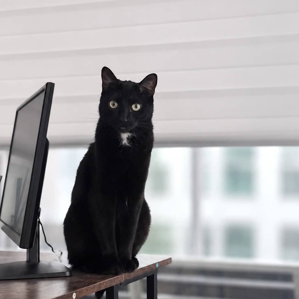 Merlin - Domestic Shorthair cat available for adoption at Vancouver Orphan Kitten Rescue Association in Vancouver