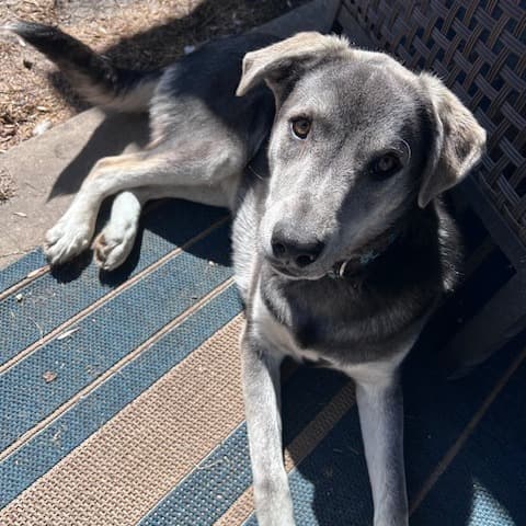 Pedro - HUSKY available for adoption