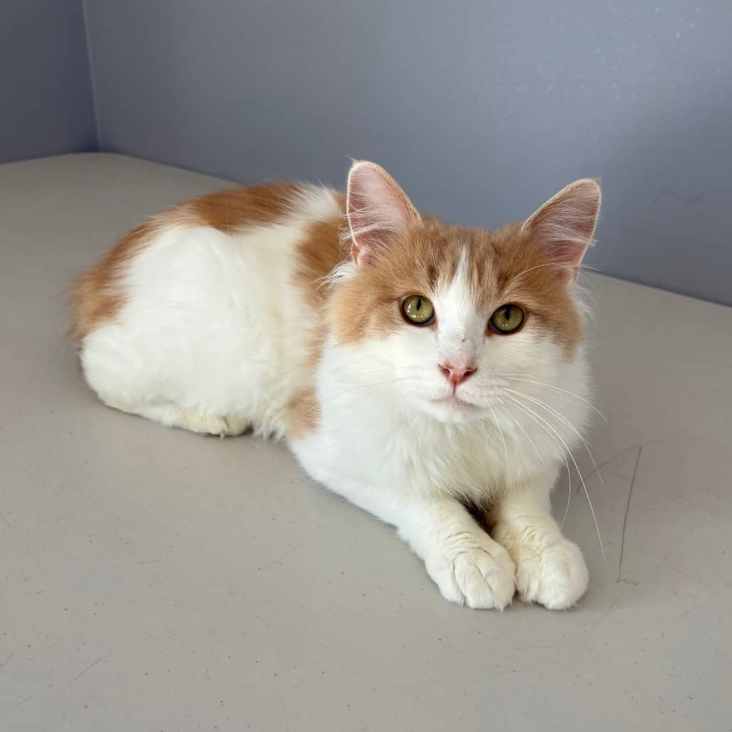 Marcus - Domestic Medium Hair available for adoption