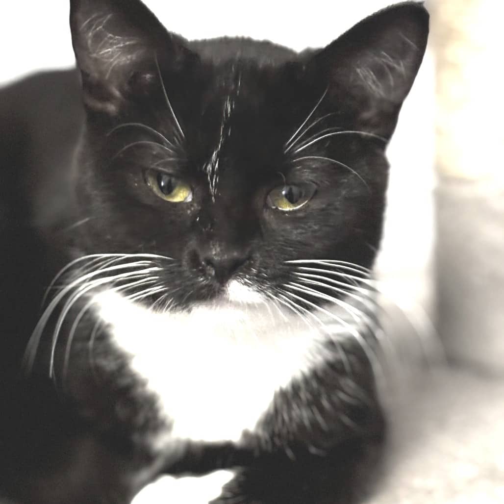 Ripley - Domestic Shorthair cat available for adoption at SCARS in Edmonton (1 of 6)