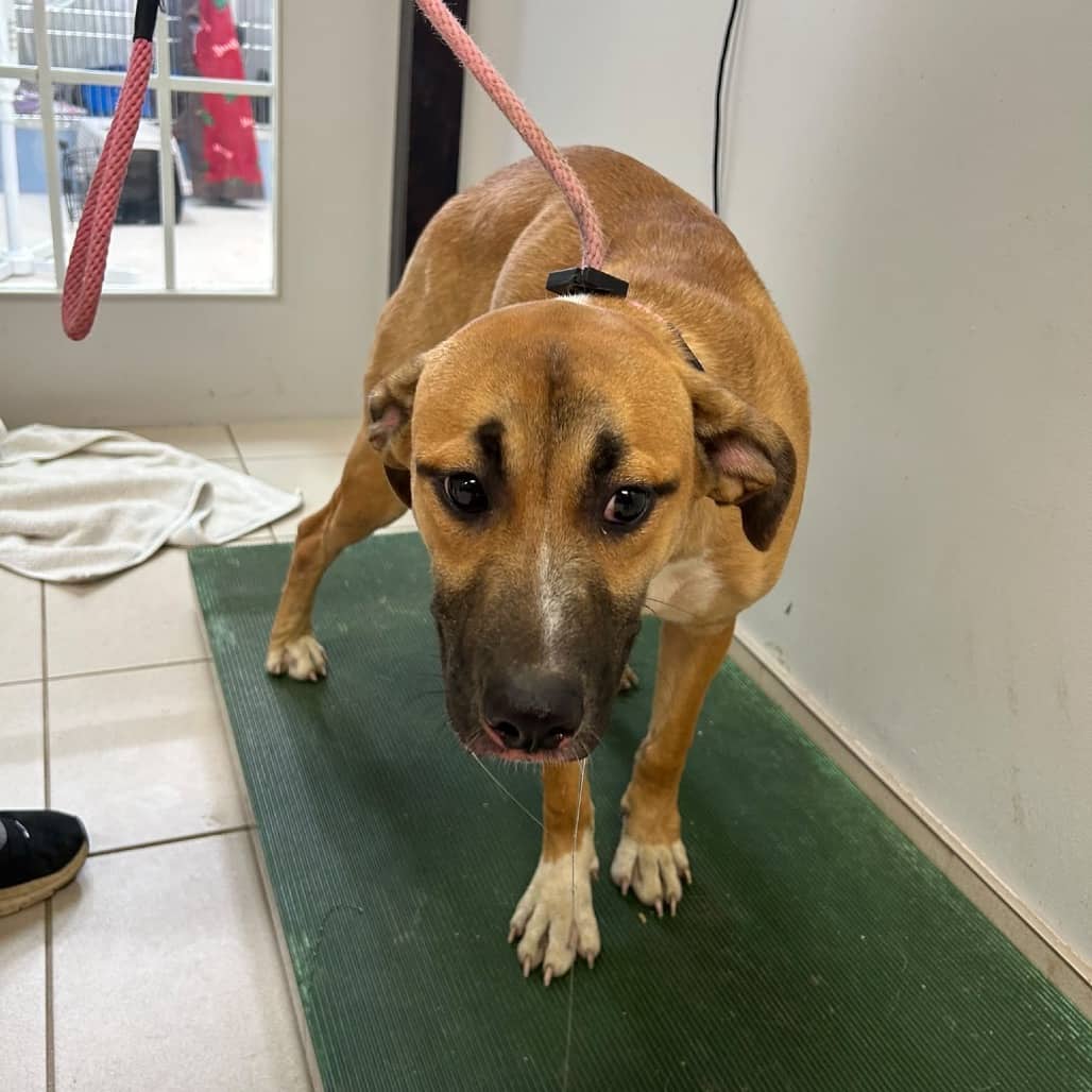 Valerie - MIXED BREED available for adoption in Calgary