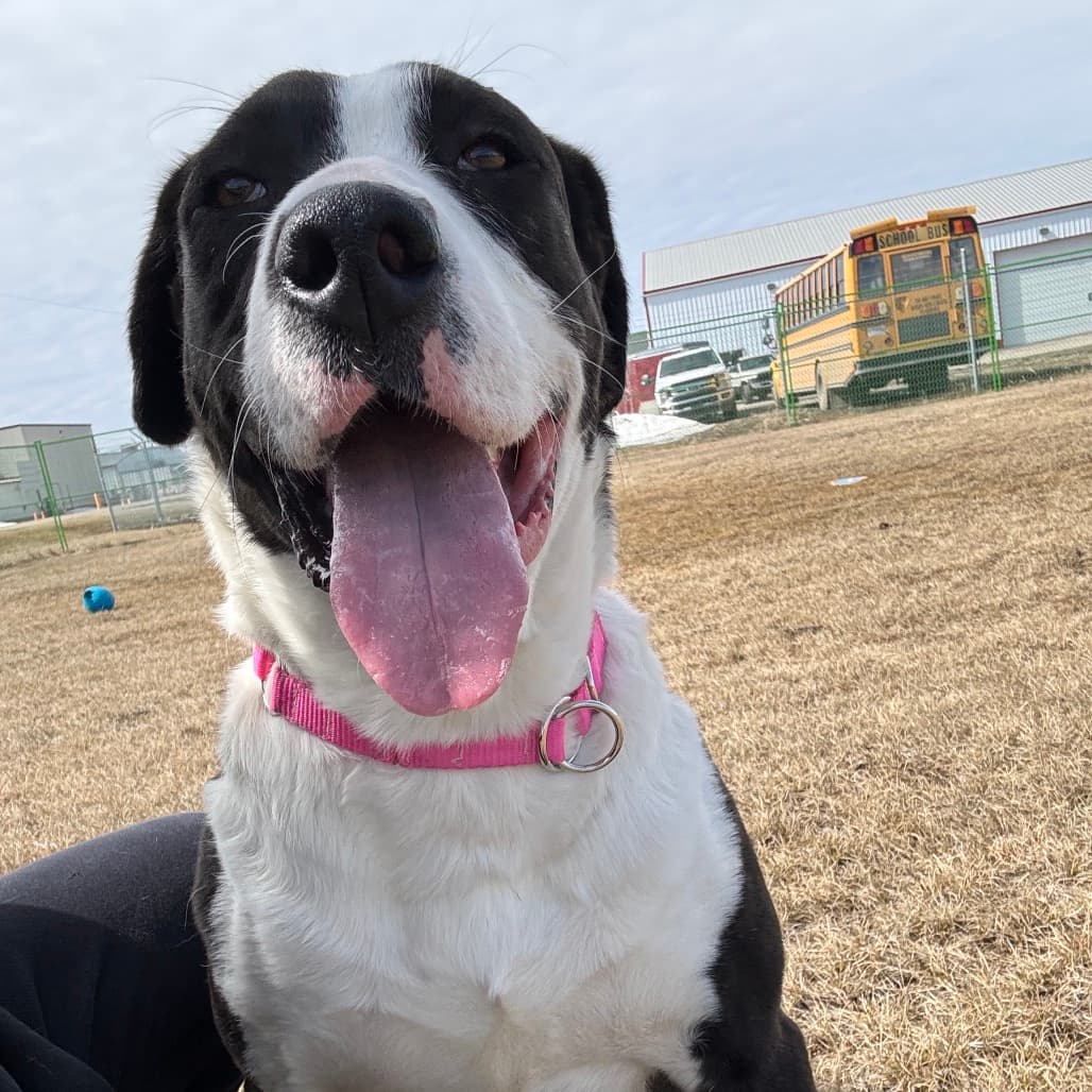 Theodore - TERRIER, AMERICAN STAFFORDSHIRE/MIX available for adoption at SCARS in Calgary