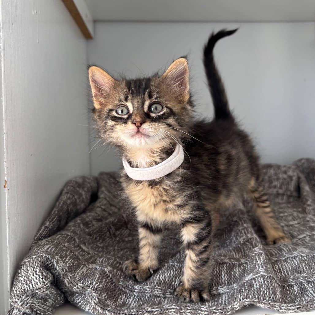 Lodi - Domestic Shorthair cat available for adoption in Saskatchewan