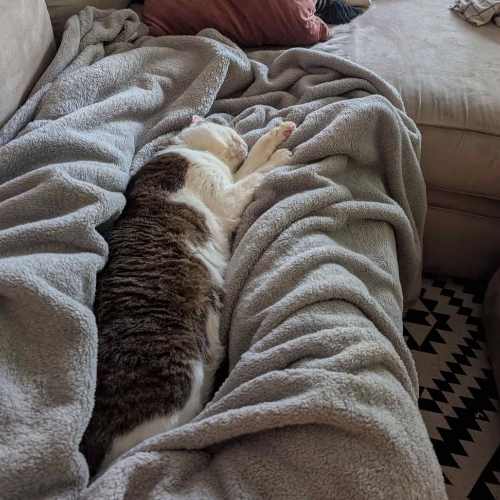 Sparrow - Domestic Shorthair cat available for adoption in British Columbia