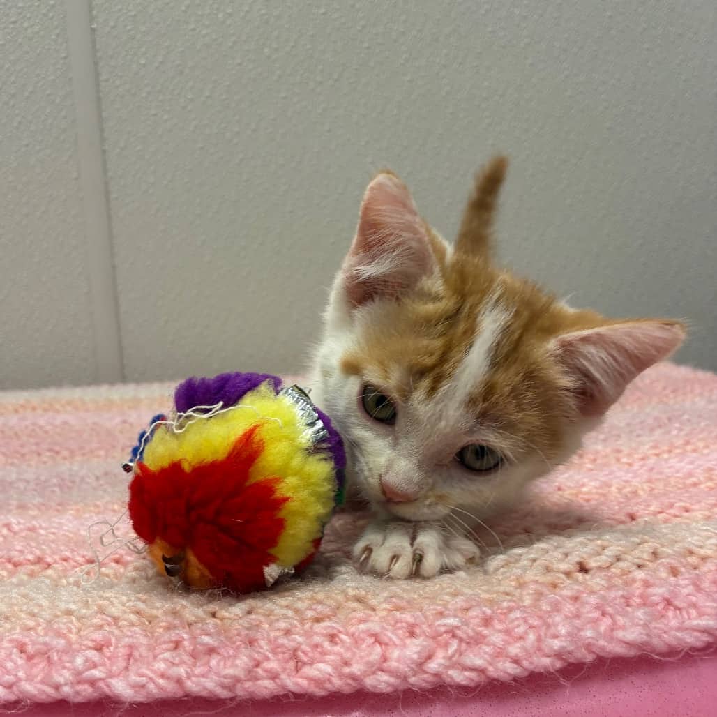 Rick - Domestic Medium Hair available for adoption