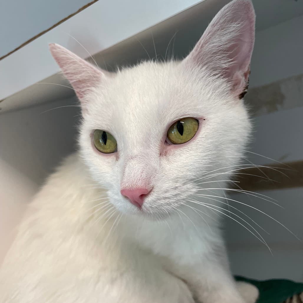 Star - Domestic Shorthair available for adoption