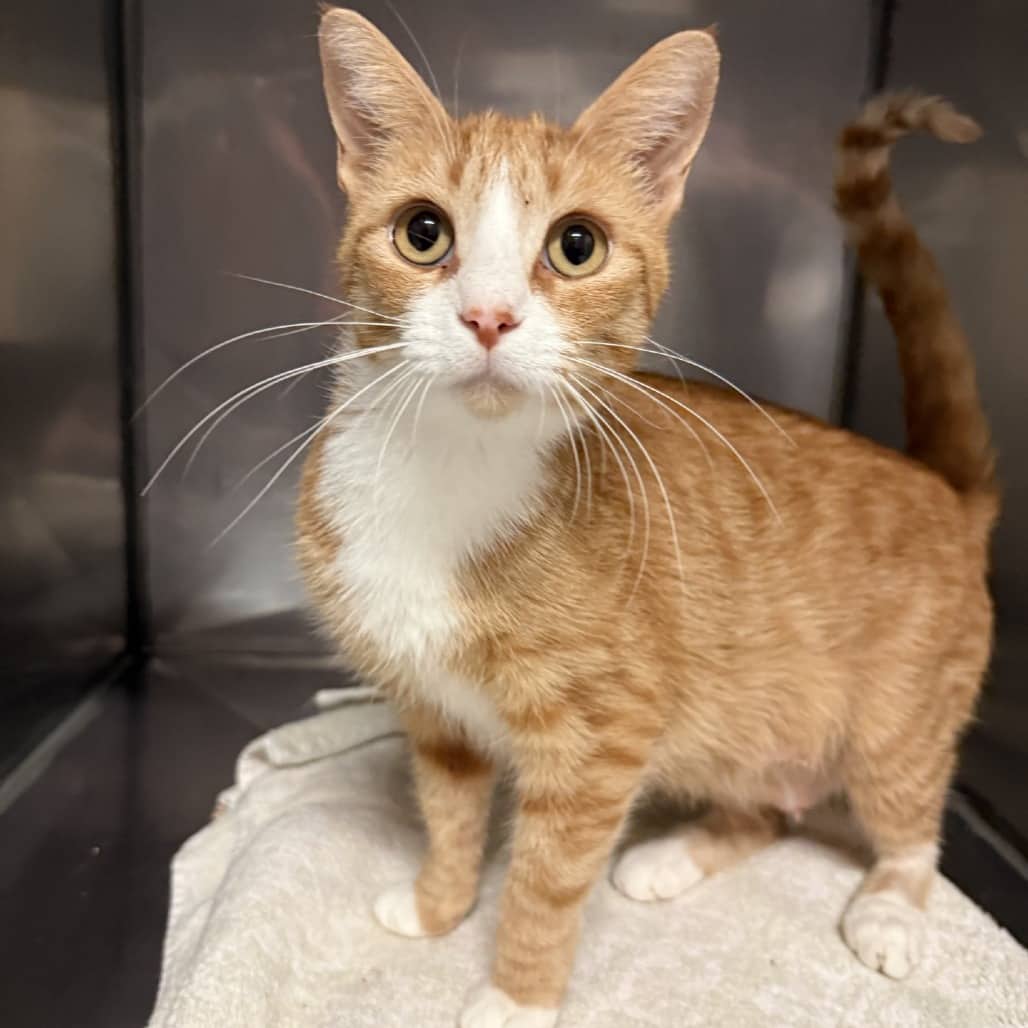 Tyrex - Domestic Shorthair cat available for adoption at SPCA Swift Current in Swift Current