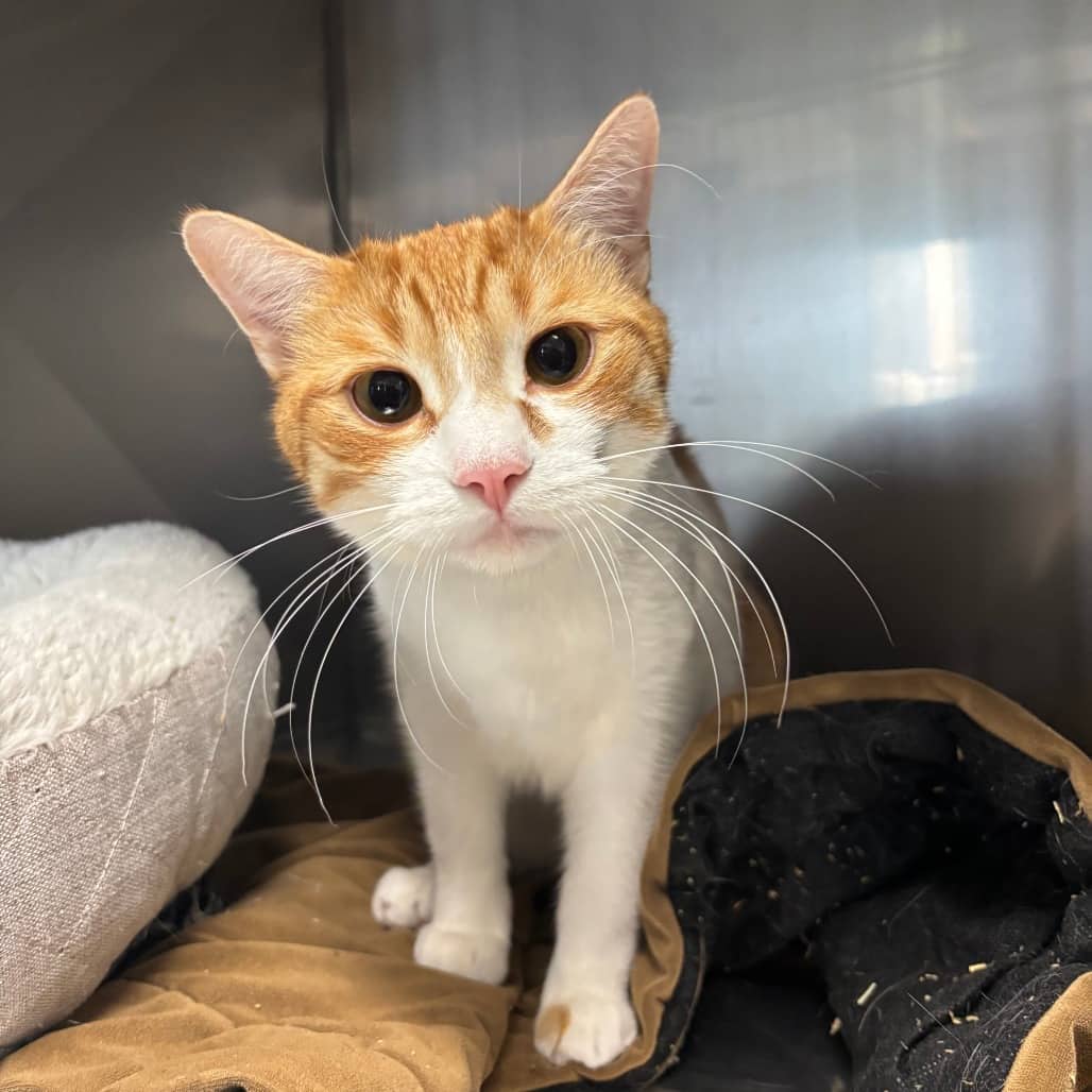 Somber - Domestic Shorthair cat available for adoption at SPCA Swift Current in Swift Current