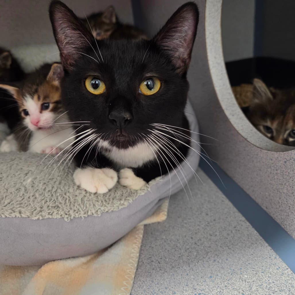 Siren - Domestic Shorthair available for adoption